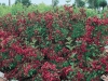 Weigela Bristol Ruby